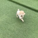 멍테소리 | 광주애견유치원, 멍테소리 후기!