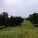 속보.제주농장 직배송 약안친 감귤. 황금향. 할인판매합니다 이미지