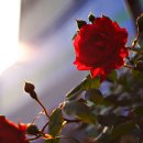 장미주유소 이미지