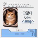 안양김준동물병원 | 고양이 이동 스트레스 관리 , 안산 고잔 동물병원 [안양김준동물병원]