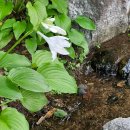 명랑한가 이미지