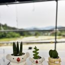 승진농장 | 승진 이사 선물 화분으로 딱! 대구 꽃집 추천 &#39;너를담은꽃&#39;
