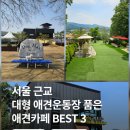 힐링독파크 | 넓은 곳 BEST 3! 대형운동장이라 뛰뛰하기 좋은 도그맥스 vs 컨츄리독힐링파크 vs 별똥구리 비교 후기