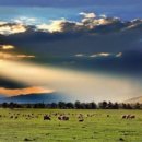 초원의 빛 이미지