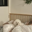 도그온리 이미지