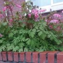 청대초등학교 이미지