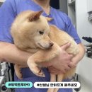 바오펫샵 이미지