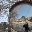 으뜸50안경천안탕정점 | 분홍빛 꽃나무 가득한 4월 / 원성천 벚꽃 천안 홍매화스폿 아산 숨은 벚꽃명소