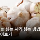 마늘심는시기 씨마늘 파종시기와 마늘심기 심는법 알아봐요 이미지