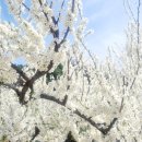 1569 | 정한의 여인 허난설헌-천재성과 비극이 공존한 삶