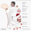 의학계열의 이해와 준비방법 | 자율신경실조증치료후기, 논문으로 보여드립니다. 침도요법 도침치료