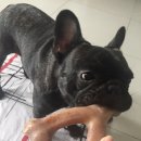 개뼈다구 이미지