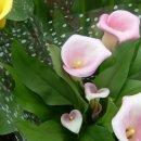 양재시장 이미지