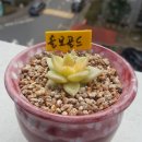 골드보석 Daum카페