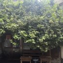 일본어 노래🎧 감사합니다🥹 이미지