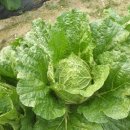 주형농장 이미지