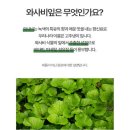 그린와사비 이미지