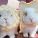 토끼굴