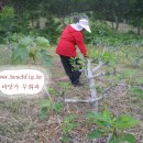새순농장 Daum카페