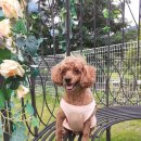 지리산하늘과바람과별과개 | 전북 남원 애견동반 카페 지리산 하늘과 바람과 별과 개에서 힐링의 시간