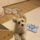 별따줄개 이미지