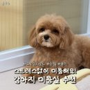 그루밍츄 | [내돈내산] 스트레스 없는 강아지 미용실 추천_그루밍사운드_수원/용인
