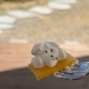 대정읍 평지동 마을회관 | 제주 서귀포 서쪽 애플망고 케이크 맛집 [휘글리후스]