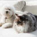 강아지와고양이 이미지