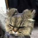 미용천하 Daum카페