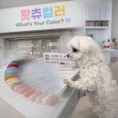 우리동네힐링샵 의정부1호점 | 의정부역 네일샵 꼼꼼한 관리로 유명한 왓츄컬러 (강아지 있는 샵)