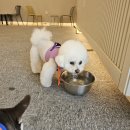 댕굴댕굴 반려견 유치원 이미지