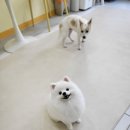 강아지집 미용실 이미지