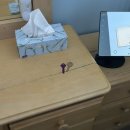 써트짐 | 호주일상) 아자스 얘드라 아자스