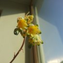 꽃봉우리 이미지