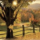 The Old Oak 이미지