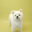 포즈티브 이미지