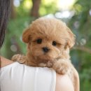 미유펫 강아지분양 고양이분양 부천점 이미지