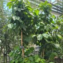 채미원 | 국립농업박물관을 다녀오다(2부)