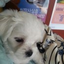 대호동물병원 이미지