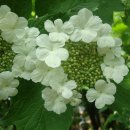 산성꽃
