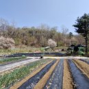 왕유 | 왕유 전원락(王維 田園樂) 7수