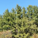 용부원1리 이미지