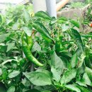 고려슈퍼 이미지