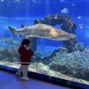 아시아아쿠아 | 제주 아쿠아플라넷 방문 후기 – 제주도 필수 실내 관광지 추천 🐠