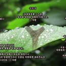 [이 아침에 평화를(다해) 13-08-07] - 연중 제18주간 수요일 이미지