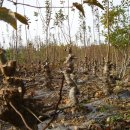 능금농장2 이미지