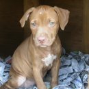 오공이 농장 이미지