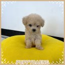 주식회사 퍼피댕 강아지분양 고양이입양 안심분양소 대전본점 | 대전 도마동 고양이입양, 꼼꼼하게 살펴보고 선택한 후기