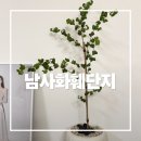 벤자민 | 용인 남사화훼단지 예삐플라워아울렛 평일 방문 후기: 바로크벤자민 분갈이 가격 팁