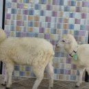 채운목장 이미지